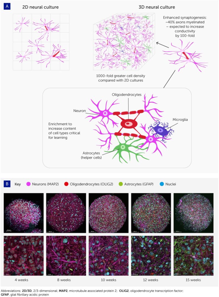 Ordinateurs alimentés par des cellules cérébrales humaines
