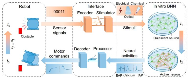 Un aperçu des réseaux de neurones biologiques in vitro pour l'intelligence des robots
