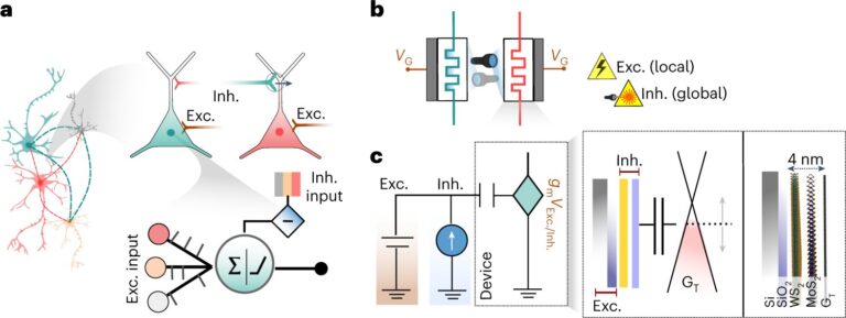 Les neurones artificiels imitent les capacités cérébrales complexes pour l'IA de nouvelle génération
