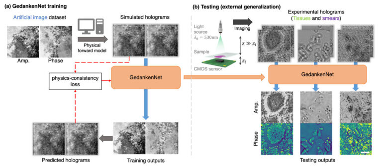 L'IA auto-supervisée apprend la physique pour reconstruire des images microscopiques à partir d'hologrammes
