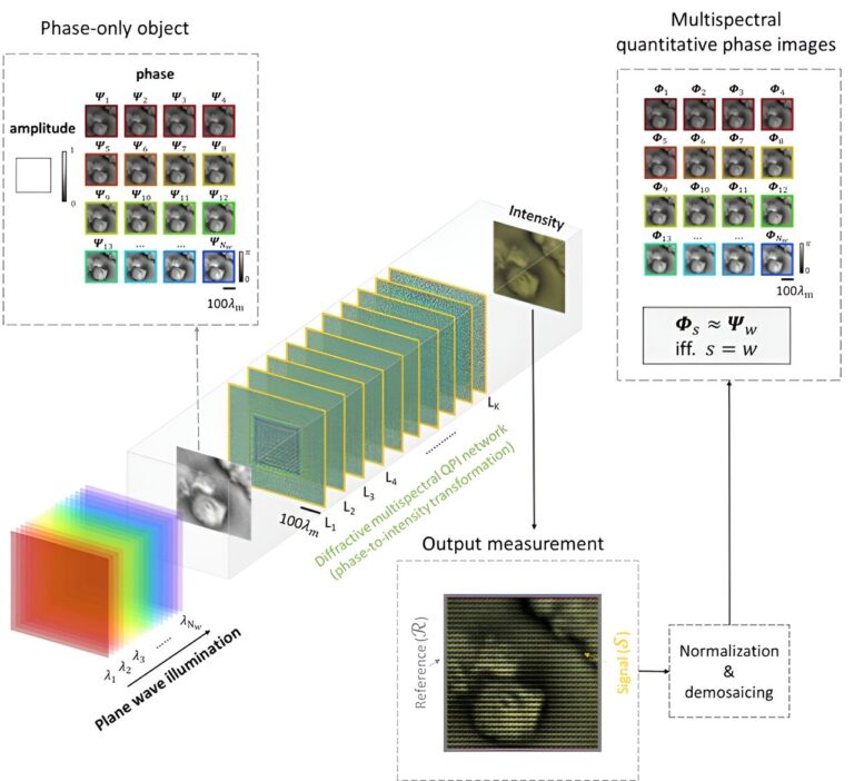 Le réseau optique diffractif permet une imagerie de phase quantitative multispectrale en un instant
