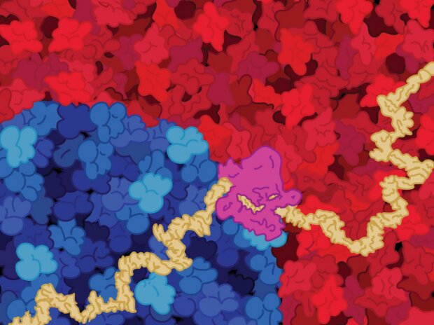Les chercheurs créent un réseau neuronal pour la génomique qui explique comment réaliser des prédictions précises