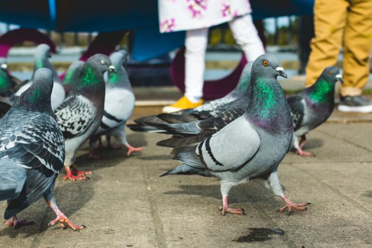 Les pigeons « idiots » utilisent les mêmes principes que l'IA pour résoudre des tâches, selon une étude
