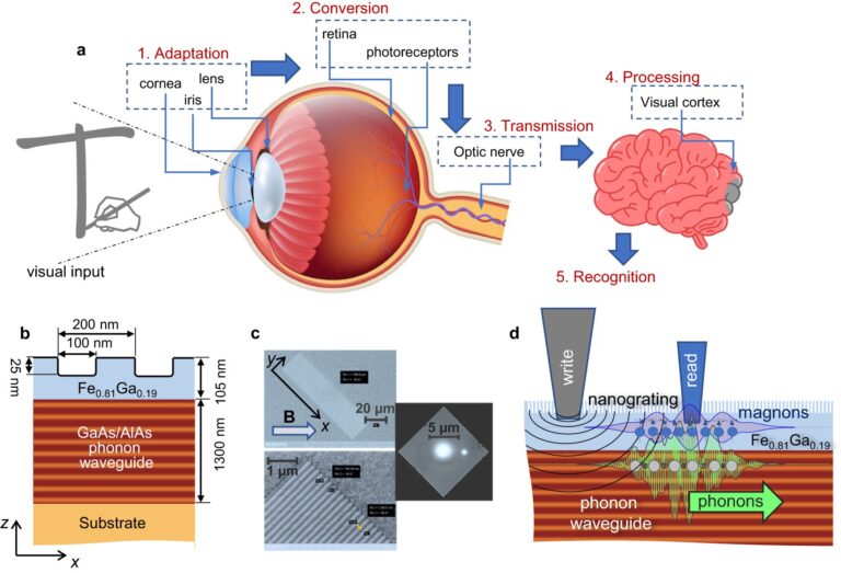 Une équipe de recherche internationale développe du nouveau matériel pour l’informatique neuromorphique
