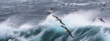 Albatros contre la pêche illégale : c'est ainsi que nous les avons recrutés pour patrouiller les océans