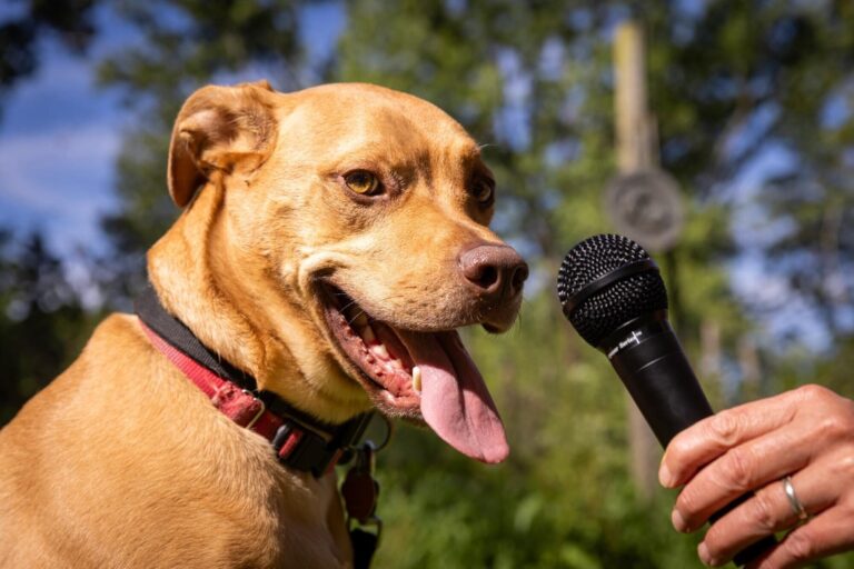 Utiliser l'IA pour décoder les vocalisations des chiens
