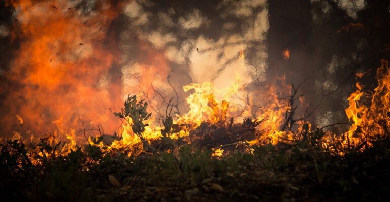 Des scientifiques utilisent l'IA pour prédire la prochaine évolution d'un feu de forêt

