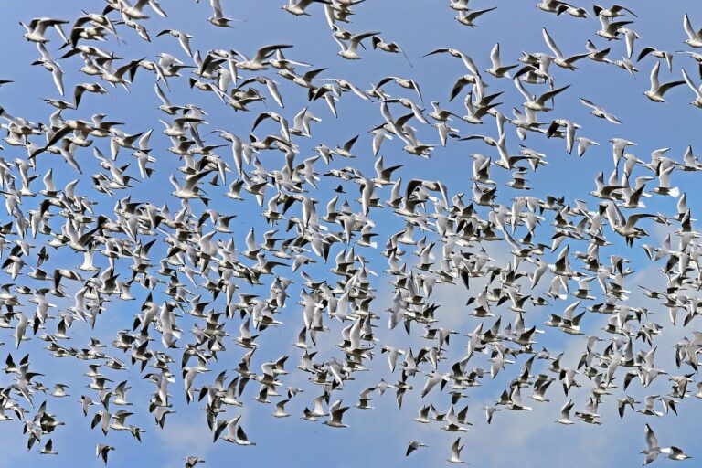 Les algorithmes d'IA inspirés de la nature offrent de nouvelles solutions à des problèmes complexes
