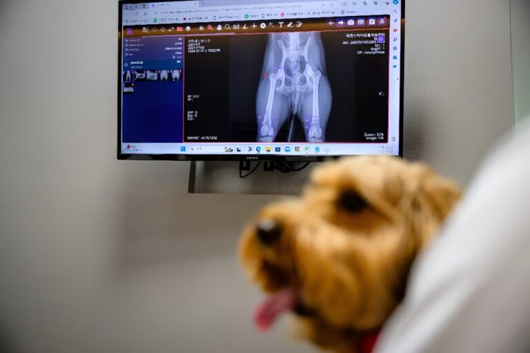 Les soins aux animaux de compagnie en Corée du Sud passent à la haute technologie grâce aux diagnostics par IA
