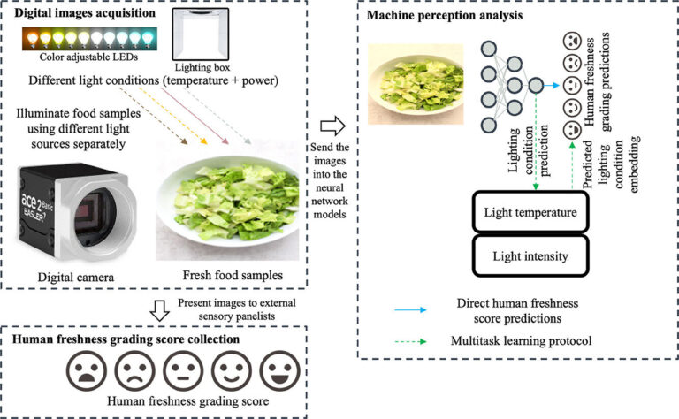 Une étude propose d'améliorer les prévisions informatiques sur la qualité des aliments
