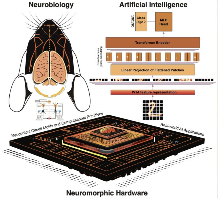 L'IA imite les calculs du néocortex avec une approche « le gagnant remporte tout »
