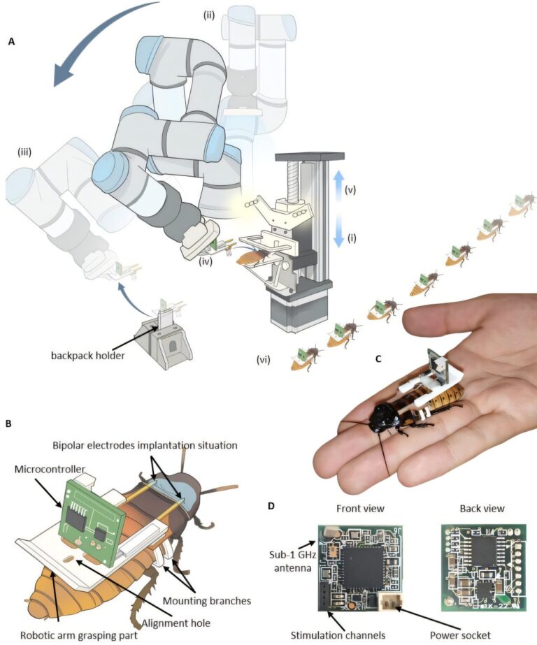 L'assemblage automatisé accélère la création de robots hybrides
