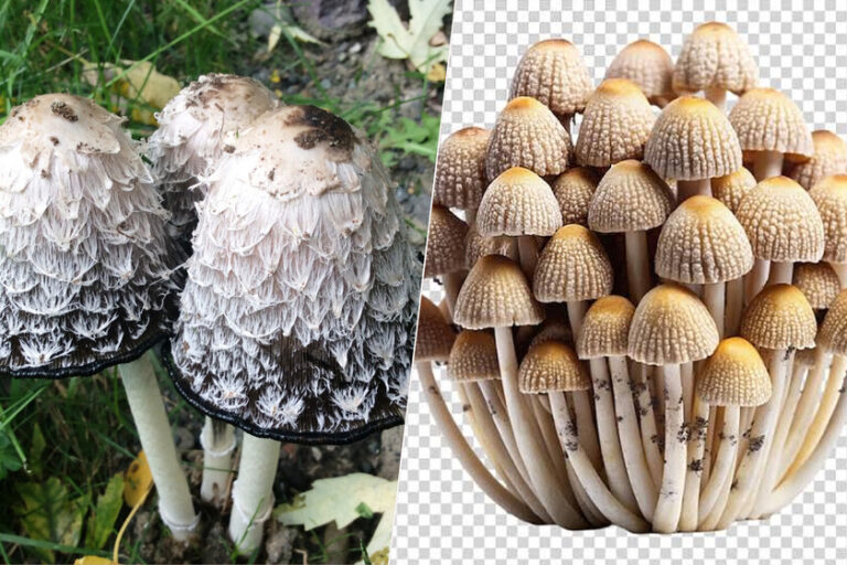 L'IA de Google mélange des espèces de champignons pour répondre aux recherches des utilisateurs. C'est dangereux
