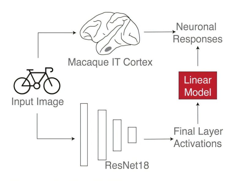 Les données des singes macaques révèlent des failles dans les réseaux neuronaux profonds
