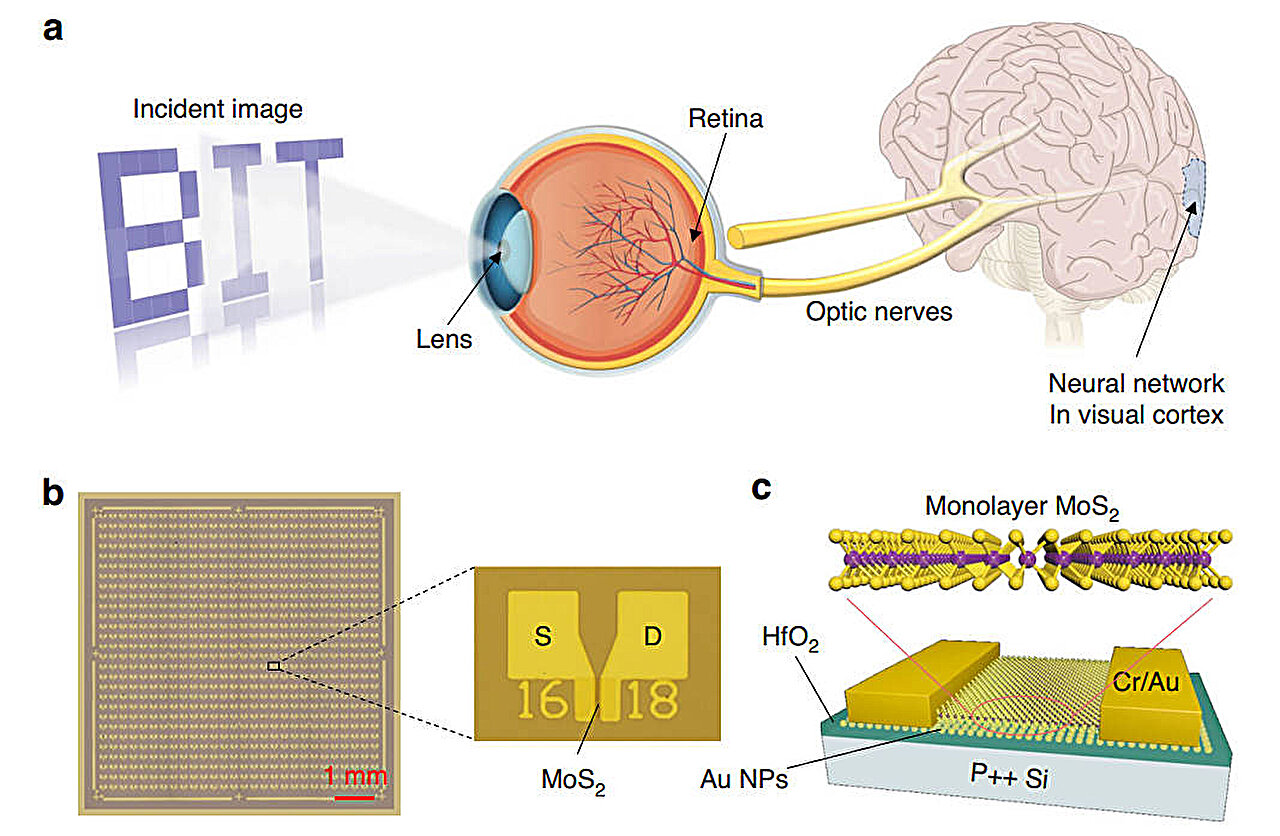 Le tableau de périphérique synaptique intègre la détection, la mémoire et le traitement pour la vision artificielle