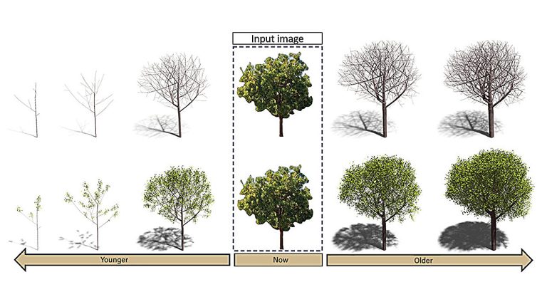 Un algorithme de reconstruction d'arbre 3D contribue à une nouvelle ère de planification urbaine
