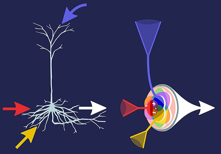 L'auto-organisation des «neurones infomorphes» peut apprendre indépendamment
