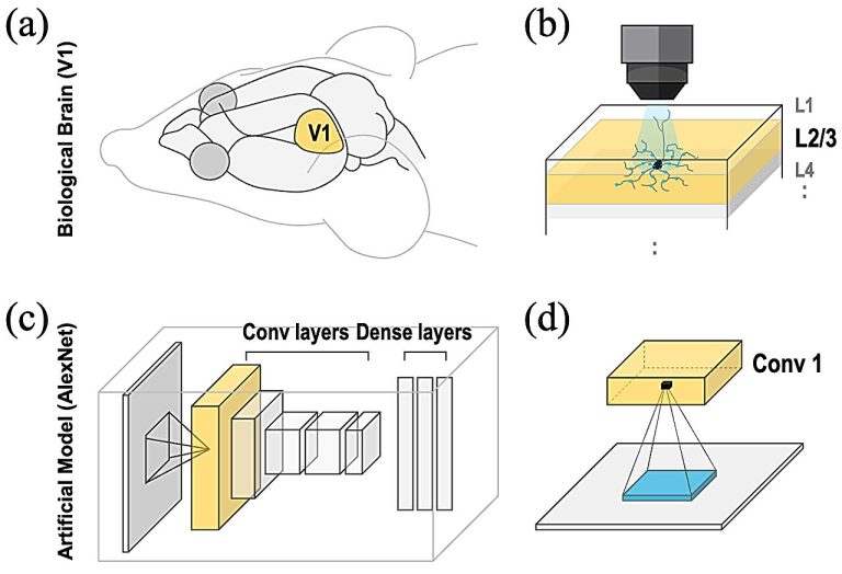 La technique d'IA inspirée du cerveau imite le traitement visuel humain pour améliorer la vision machine
