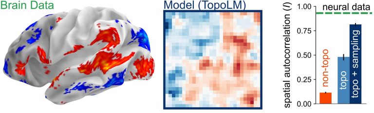 Le modèle de langage de l'IA dans le cerveau capture à la fois comment les neurones sont disposés et comment ils fonctionnent
