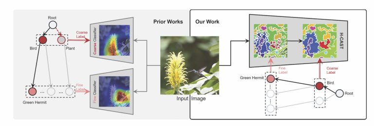Le modèle AI classe les images avec un arbre hiérarchique de large à spécifique

