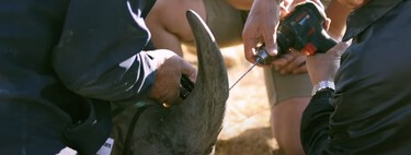Nous injectons des matières radioactives dans des cornes de rhinocéros vivantes afin que nous cessons de les consommer 
