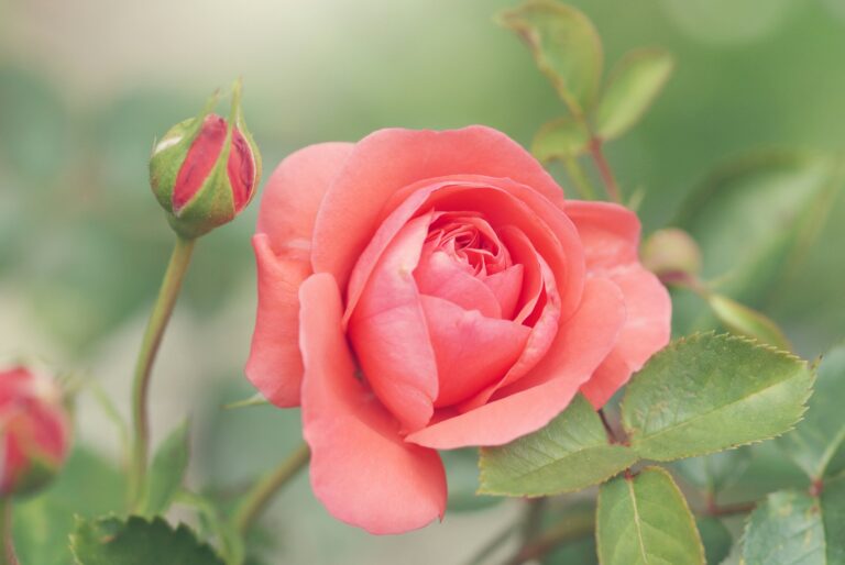 Pourquoi l'IA ne peut pas comprendre une fleur comme les humains
