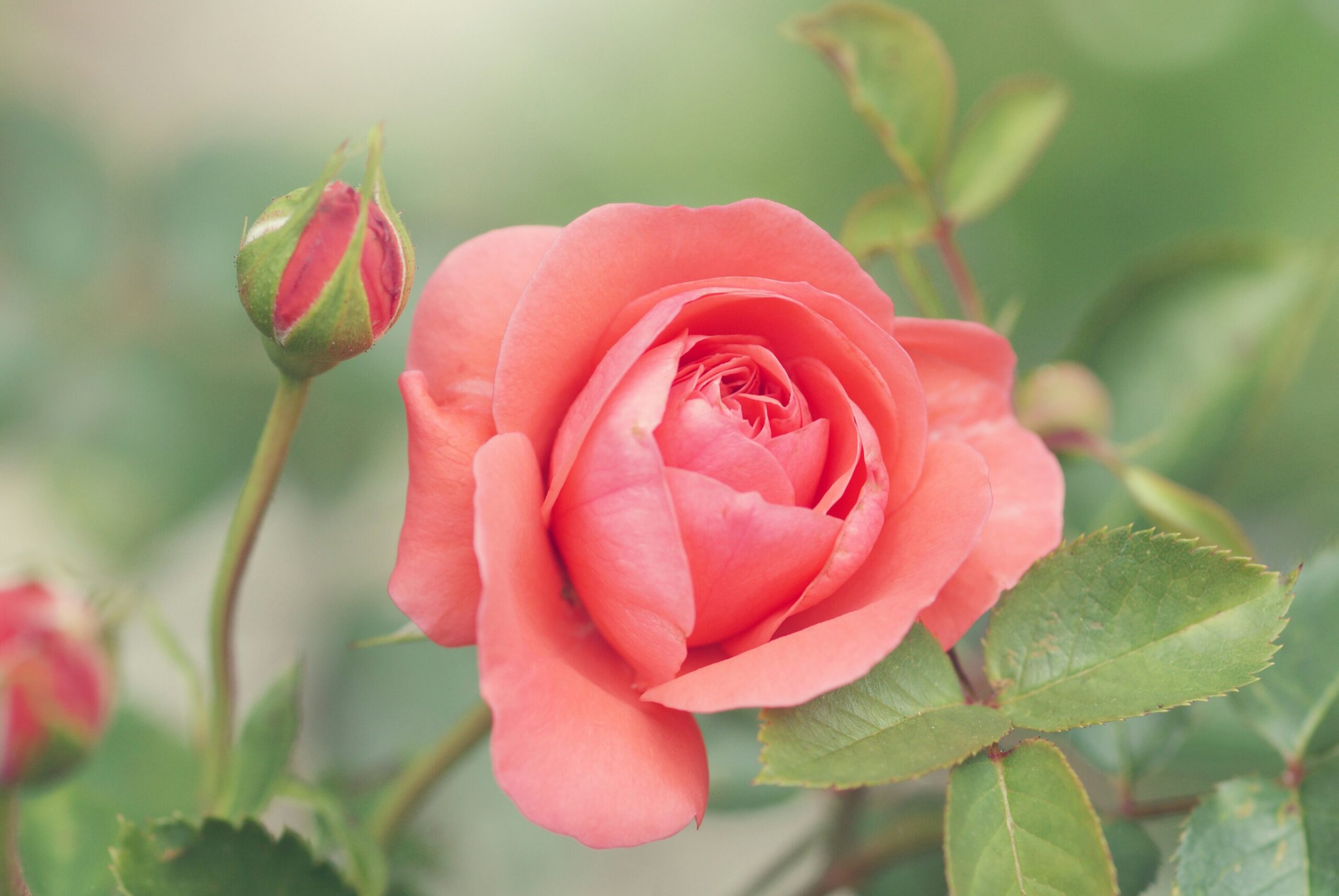 Pourquoi l'IA ne peut pas comprendre une fleur comme les humains