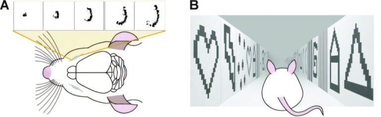 Comment l'intelligence artificielle peut apprendre des souris
