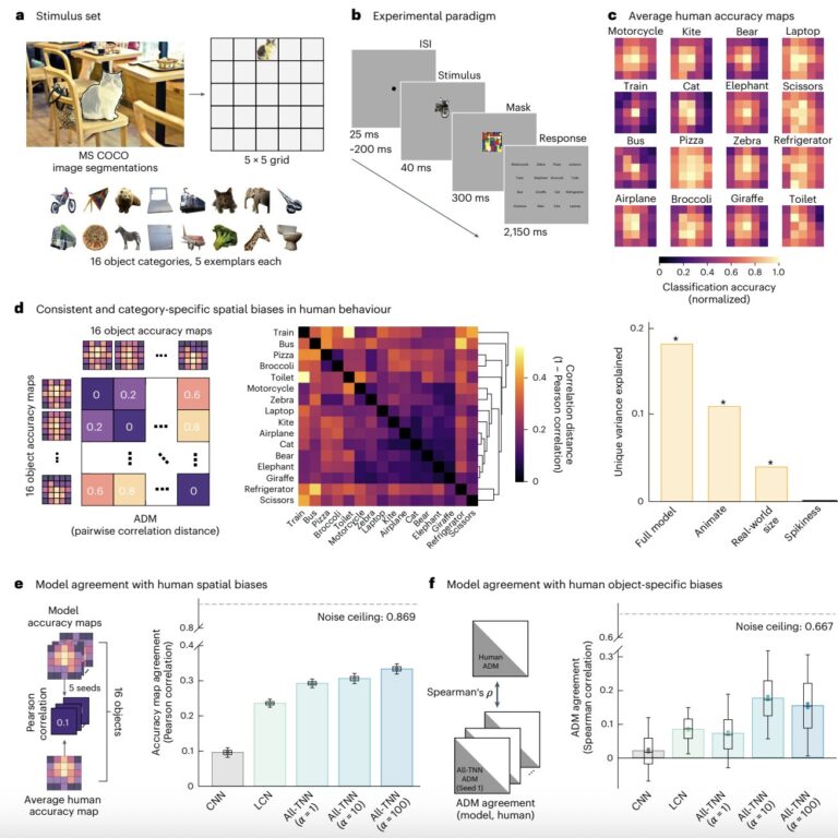 Les réseaux de neurones tout topographiques imitent plus étroitement le système visuel humain
