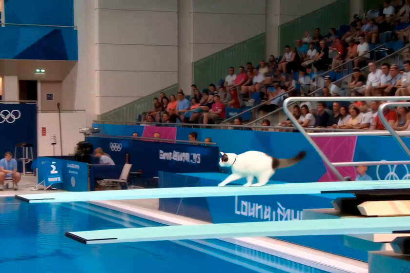 Des millions de personnes sont accrochées en ce moment à des Jeux Olympiques où les chats se disputent. Chats à base de IA
