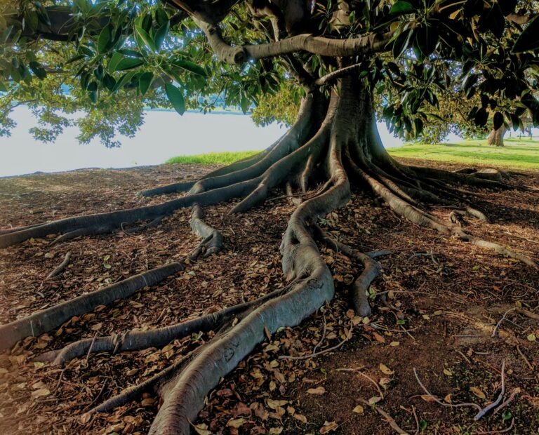 Comment imaginez-vous un arbre?
