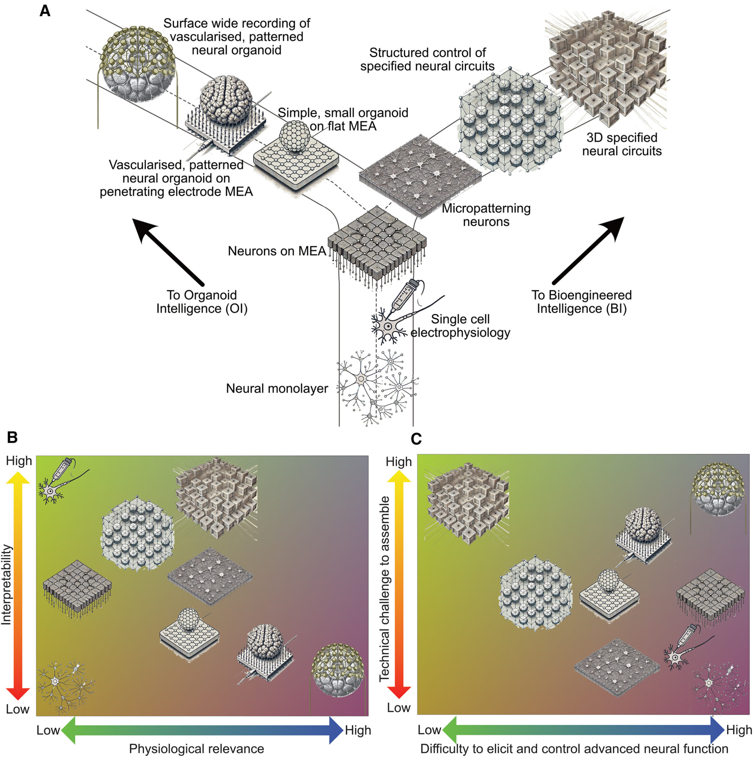 Les cellules du cerveau apprennent plus rapidement que l'apprentissage automatique, la recherche révèle