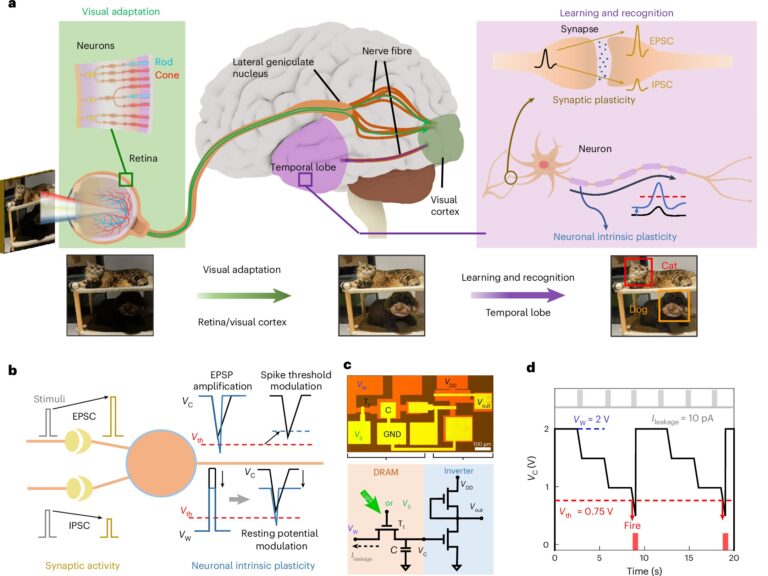 Les neurones artificiels fusionnent DRAM avec des circuits MOS₂ pour mieux imiter l'adaptabilité du cerveau
