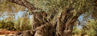 L'arbre le plus ancien d'Espagne est un olivier catalan qui a encore des fruits et a été planté il y a 1 700 ans à l'époque romaine 