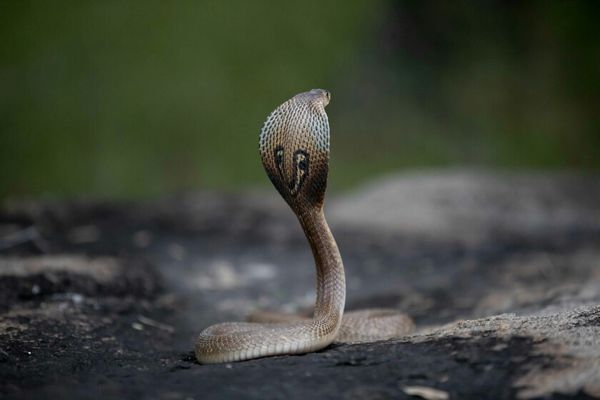 Le poison des Cobras est l'un des plus redoutés et mortels au monde. L'IA est très proche de la neutraliser pour toujours