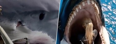 Internet recherche constamment des vidéos de personnes attaquées par des requins et des orques. La clé est dans la morbidité... créée par l'IA