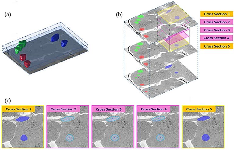 L'IA reconstruit des mondes microscopiques en 3D à partir de la microscopie électronique
