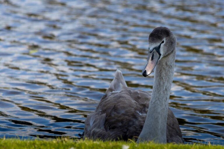 Un événement « cygne gris » pourrait-il faire échouer la révolution de l’IA ? Voici 3 risques auxquels nous devrions nous préparer
