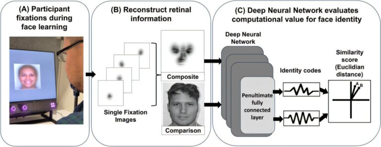 Les modèles oculaires uniques des super-identifiants donnent à l'IA un avantage dans les tâches de correspondance de visage
