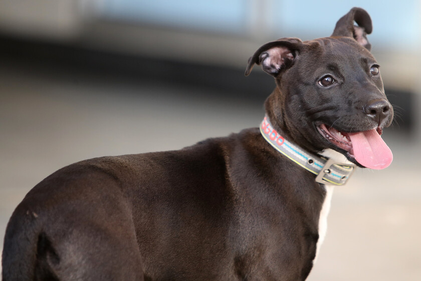 Son chien avait un cancer incurable. Un ingénieur sans formation médicale a utilisé ChatGPT et AlphaFold pour le réduire de moitié