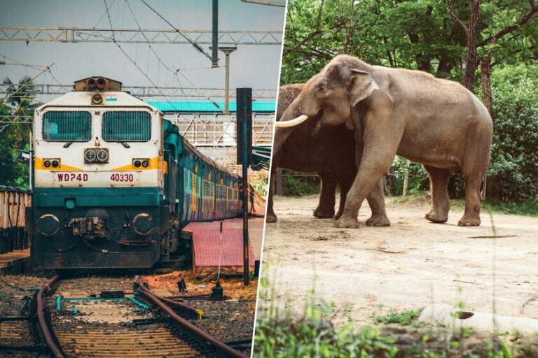 Le plus gros problème des trains en Inde n’est pas la ponctualité, mais l’écrasement des éléphants. Ils utilisent l'IA pour les sauver
