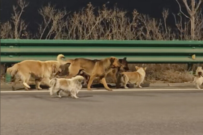 Des milliers de personnes sont tombées amoureuses de sept chiens abandonnés et en fuite au milieu de la Chine. C'était juste une autre vidéo d'IA