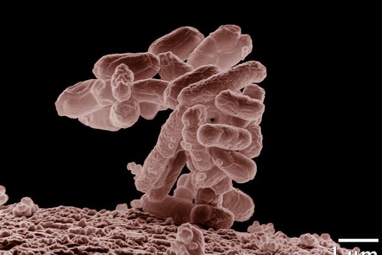L’IA a créé un virus que la nature n’avait jamais créé auparavant. C'est (surtout) une bonne nouvelle
