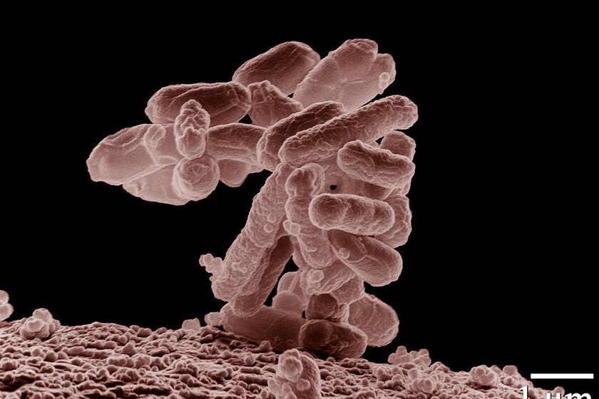 L’IA a créé un virus que la nature n’avait jamais créé auparavant. C'est (surtout) une bonne nouvelle