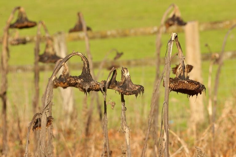 Un agriculteur s’est appuyé sur les conseils de l’IA pour prendre soin de sa récolte. Le résultat : 10 hectares détruits en une nuit
