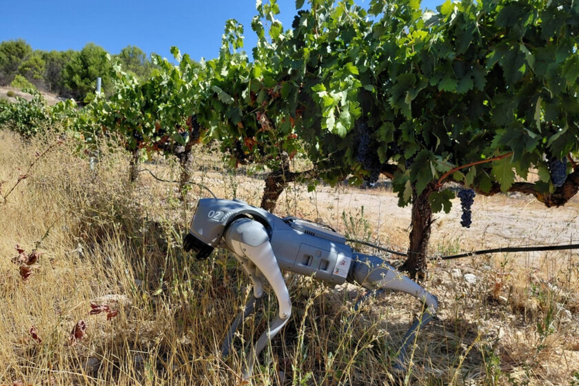 Un chien robot guidé par l'IA patrouille déjà dans les vignobles d'Estrémadure